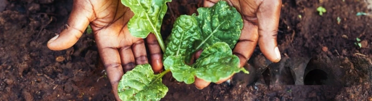 Healthy Soil Healthy Food Healthy Soil Healthy Food