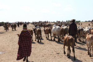 Pastoralism
