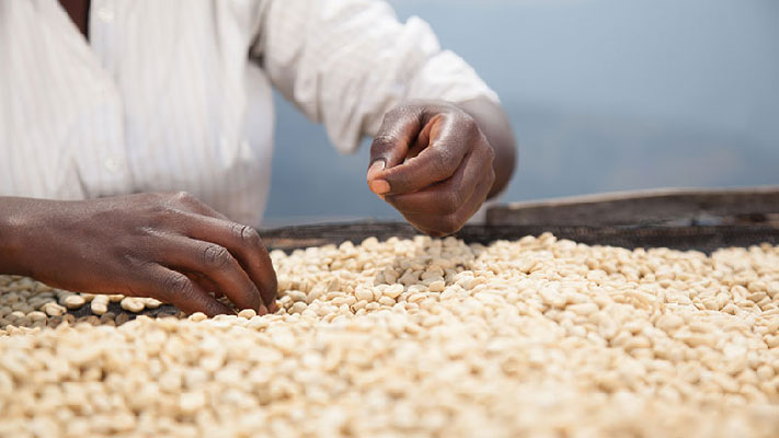 Prise de contrôle des semences africaines par les entreprises