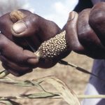 african-seed-takeover