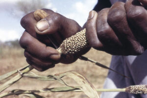 african-seed-takeover