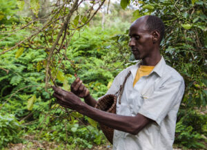 contribution-of-agroecology