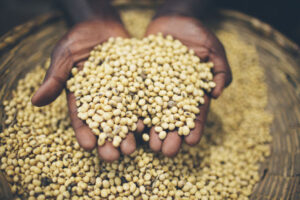 hands-of-african-seeds