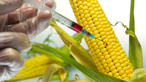 GMO neo colonialism