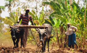 studies-mechanisms-related-to-agroecology