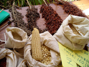 western-seed-fair