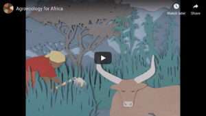 afsa-video
